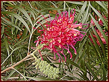 Australský květ