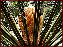 Květ palmy