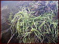 Zelená tráva v mrazu u průduchu