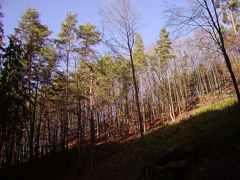 Les, odsouzený k záhubě, fotografováno z vytěženého místa